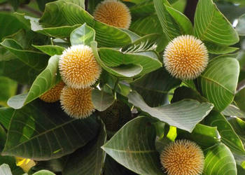 KADAMBA Neolamarckia cadamba - NASIONA 100g