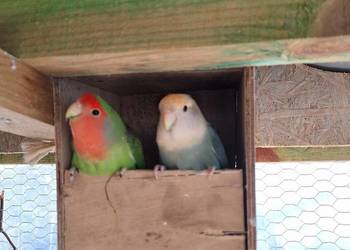 Nierozłączki parka