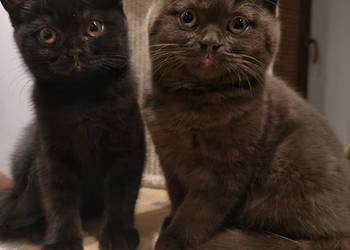 Kotka brytyjska ,,BARBI z rodowodem FPL\FIFe gotowa do odbioru