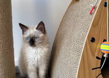 Kocurek Ragdoll gotowy do przeprowadzki