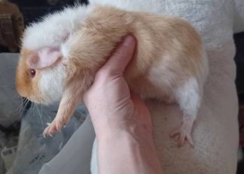 TEDDY SAMCZYK 5,5 MIESIĘCZNY GRUBAS Z KARMELOWYMI OCZKAMI Z KLATKA 100CM