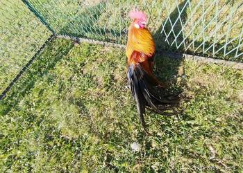 Kogut Fenix