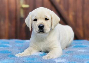 Labrador Retriever szczeniaki
