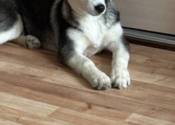 Szczeniak husky syberian