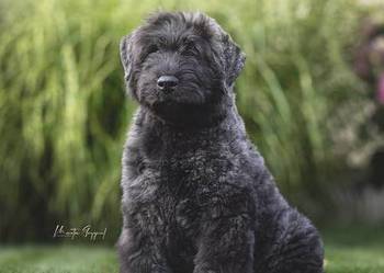Bouvier des Flandres szczenięta