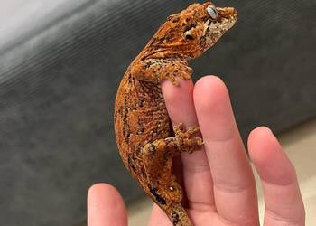 Gekon gargulcowy blotch