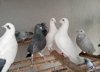 sprzedam gołębie biale pocztowe i inne