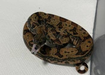 Boa Imperator, Dusiciel