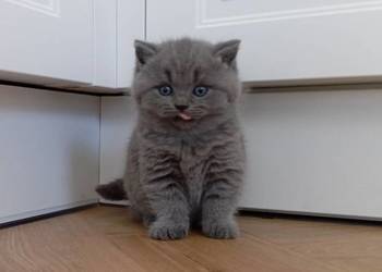 Kot,kotek brytyjska niebieską