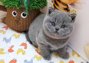 Koteczka niebieska Rodowód Międzynarodowy