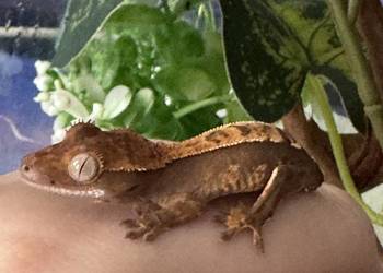 Gekon orzęsiony z terrarium