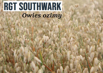 Owies ozimy RGT Southwark