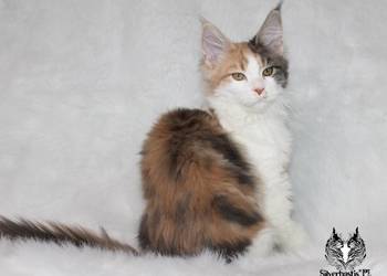Kocięta Maine Coon - od kociego behawiorysty