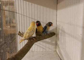 Nierozłączki czarnogłowe 2025r