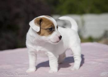 Jack Russell Terrier ZKwP FCI szczeniak