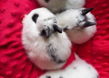 Karzełek rex - Miniaturka - Mini - królik miniaturka