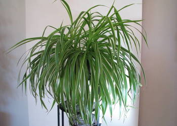 Zielistka Sternberga – piękny, zdrowy, duży kwiat doniczkowy Zielistka Sternberga – piękny, zdrowy, duży kwiat doniczkowy