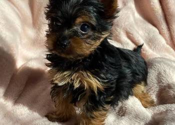 Alutka i siostry Yorkshire Terrier   czekają na nowy domek