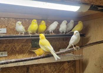 Kanarek kanarki stado 24szt Likwidacja calość