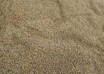 Gorczyca mątwikobójcza Gorczyca mątwikobójcza