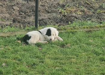 Owczarek Środkowoazjatycki