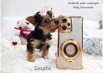 York Yorkshire Terrier Malutka Suczka z Rodowodem i Wyprawką do Odbioru