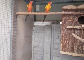 Konury słoneczne 23r Konury słoneczne 23r