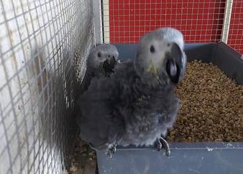 ŻAKO KONGIJSKIE RĘCZNIE KARMIONE