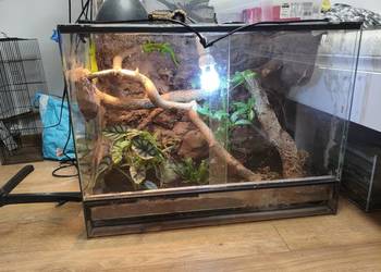 Para felsum madegaskarkich z terrarium