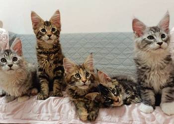 Cudowne kociaczki Maine coon