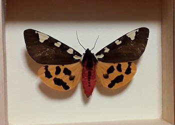 Motyl w ramce 12x10 cm Pericallia matronula 77 mm