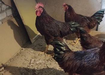 sprzedam młode koguty Karmazyn (Rhode Island Red)