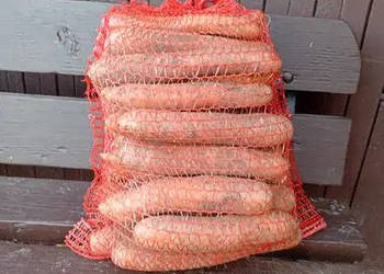 Marchew jadalna i paszowa nerac