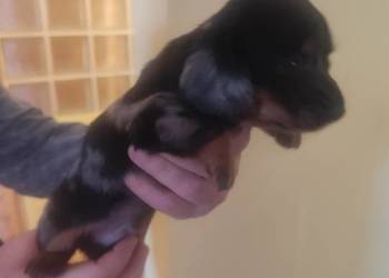 Jamniki krótkowłose i długowłose miniaturowe