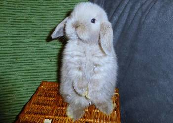 Piękne króliczki Mini Lop