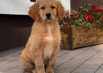Szczeniaki Golden retriever