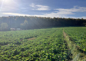 Twój azyl przy lesie Lipka – 1000 m² z szybkim dojazdem do miast ościennych