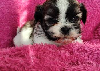 piesek shih tzu do rezerwacji