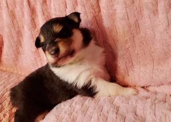 Owczarek Szkocki Collie