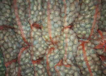 Sprzedam ziemniaki paszowe