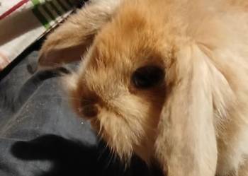 Mini lop długowłosy
