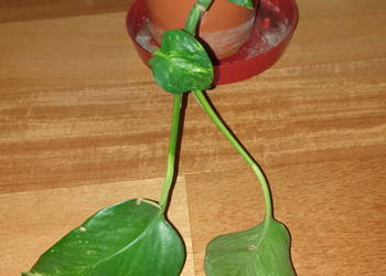 Epipremnum, epi, roślina rosnąca