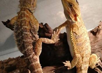 Agama Brodata