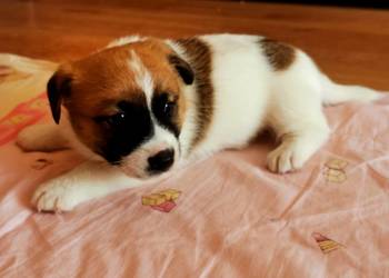 Jack russell terier
