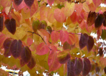 GRUJECZNIK JAPOŃSKI - sadzonki w doniczkach