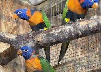 Para lęgowa lorys obrożnych