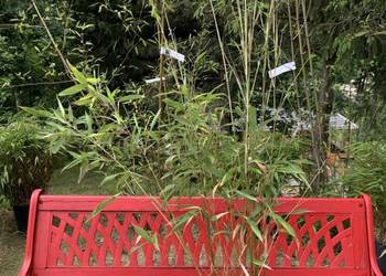 Bambus Phyllostachys Aureosulcata f. Pekinensis 2,5l