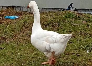 Chołmogon para młoda