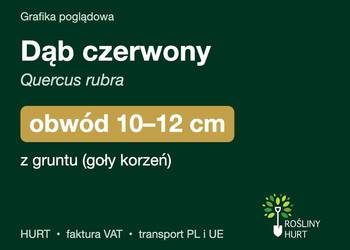 Dąb czerwony (Quercus rubra) obwód 10-12 cm, z gruntu – HURT