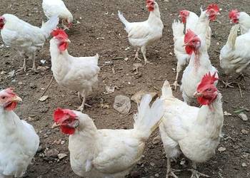 Kury Leghorn